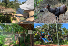 Guide To Rainforest Wild Adventure EAST & WEST Rainforest Wild Adventure Guide: Blending Adventure & Animals
