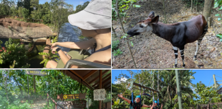 Rainforest Wild Adventure Guide: Blending Adventure & Animals