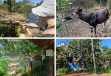 Rainforest Wild Adventure Guide: Blending 9 Adventure Experiences With Animal Encounters Rainforest Wild Adventure Guide: Blending 9 Adventure Experiences With Animal Encounters