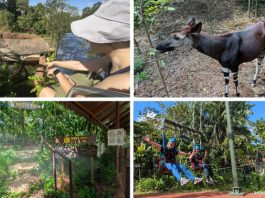 Rainforest Wild Adventure Guide: Blending 9 Adventure Experiences With Animal Encounters