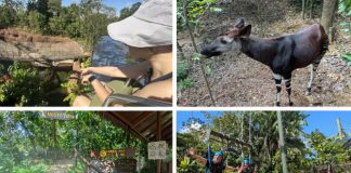 Rainforest Wild Adventure Guide: Blending 9 Adventure Experiences With Animal Encounters