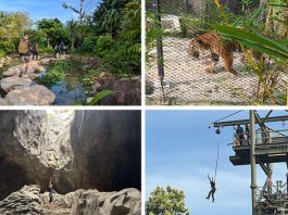 Guide To Rainforest Wild Asia: Experience Adventure Across 8 Zones at Mandai’s New Wildlife Park