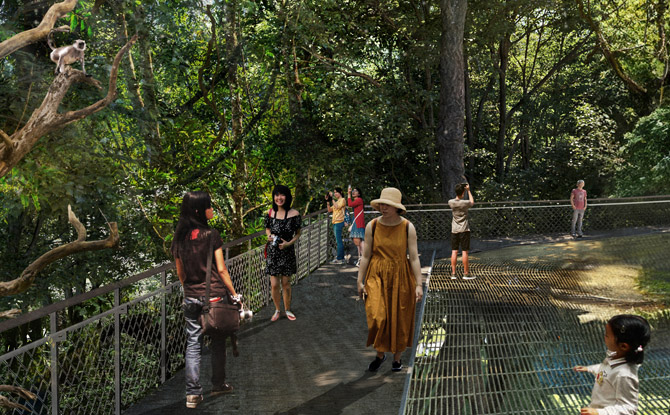 rainforest wild