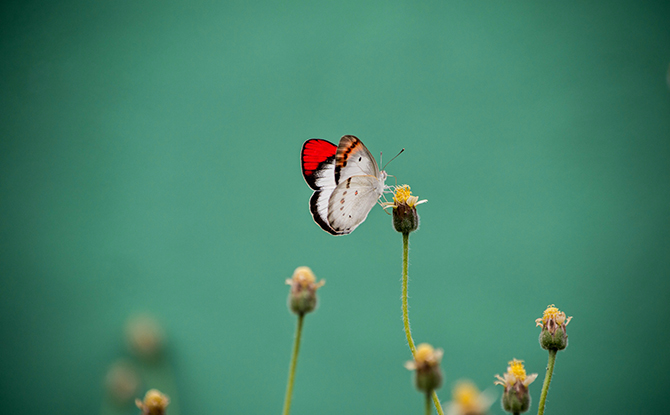 Butterfly Facts For Kids: Red and White Butterfly