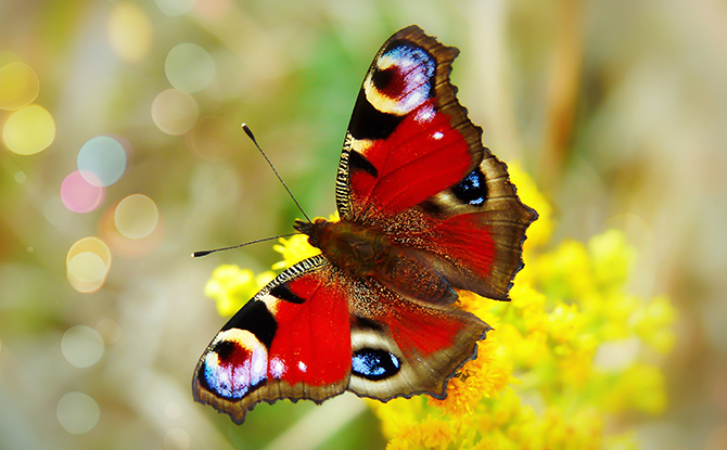 Butterfly Facts For Kids: Red Butterfly