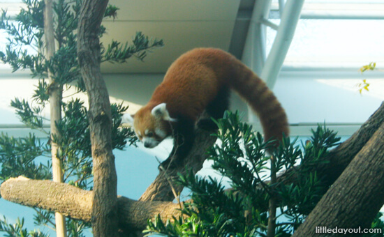 Red Panda