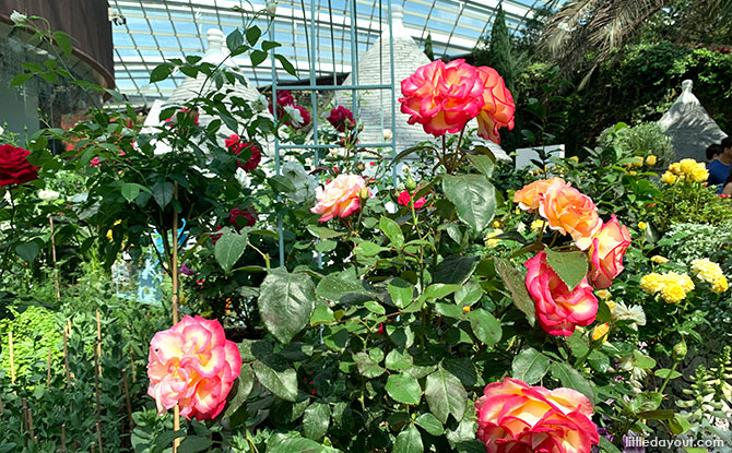 Tall stem roses