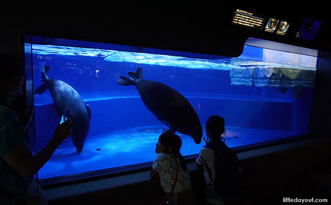 Lake Seals at Sunshine Aquarium