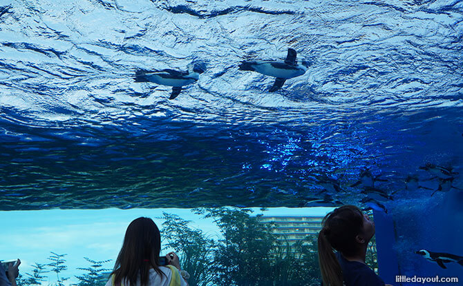 Penguins at Sunshine Aquaerium