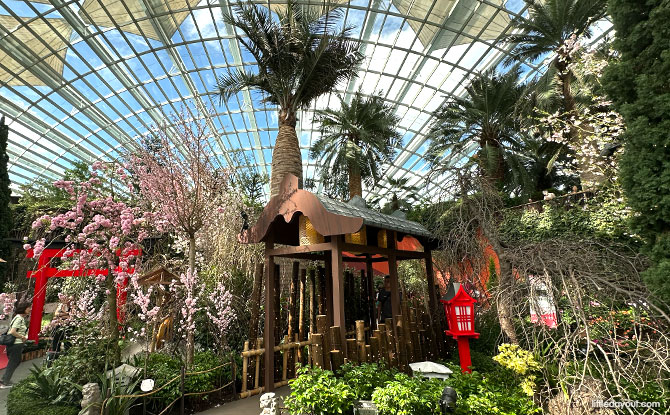 Sakura display at the Flower Dome