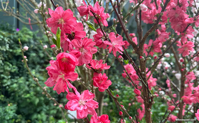 Sakura 2025: Cherry Blossoms at the Flower Dome, Gardens by the Bay