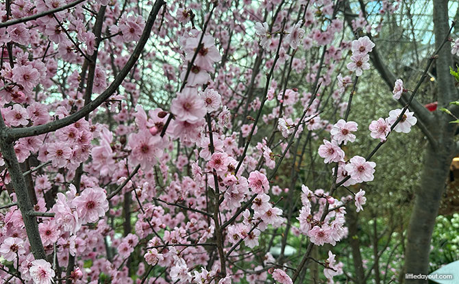Sakura 2026 At Gardens By The Bay: Hello Kitty & Sanrio Characters, And Ishikawa Prefecture 8 Sakura 2026