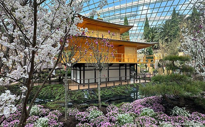 Pay a Visit to Sakura 2024 to View the Cherry Blossoms and Experience Japanese Culture
