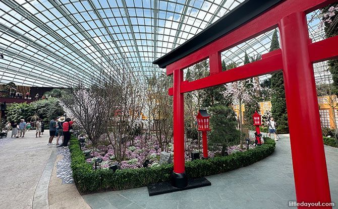 Cherry Blossoms at the Flower Dome's Flower Field