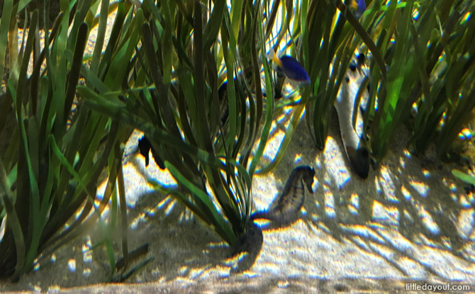 Animal Spotlight On Seahorses: Singapore Oceanarium's Seahorse Programme 2 Seahorse: Survival skills of an Apex predator