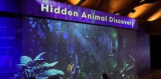 Secret Wild-erland: A Day-To-Night Experience Across River Wonders & Night Safari