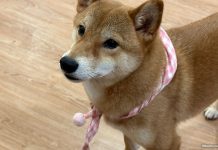 Shiba Cafe: Meet Shiba Inus At This Dog Cafe In Johor Bahru