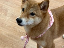 Shiba Cafe: Meet Shiba Inus At This Dog Cafe In Johor Bahru