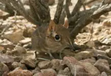 “Lost” Elephant Shrew Species Rediscovered In Africa After 50 Years