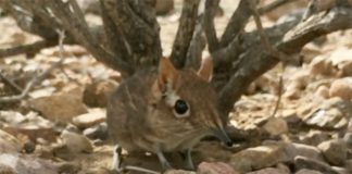 “Lost” Elephant Shrew Species Rediscovered In Africa After 50 Years