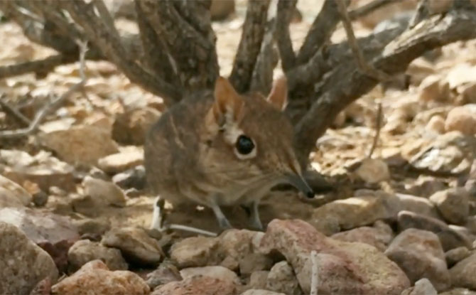 “Lost” Elephant Shrew Species Rediscovered In Africa After 50 Years