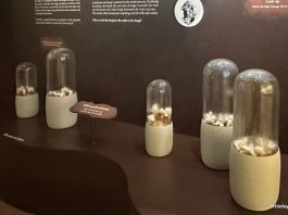 Funtastical World Of Fungi: Unearth The Unseen World of Fungi At Singapore Botanic Gardens