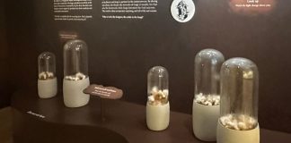 Funtastical World Of Fungi: Unearth The Unseen World of Fungi At Singapore Botanic Gardens