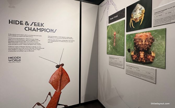 Hidden World: Creepy Crawlies Of Singapore Exhibition At Fort Canning Centre 4 Hidden World: Creepy Crawlies Of Singapore Exhibition