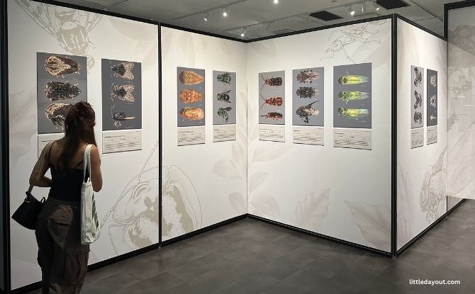 Hidden World: Creepy Crawlies Of Singapore Exhibition At Fort Canning Centre 6 Treasures of Singapore and Treasure of Fort Canning