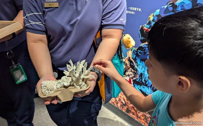 Animal Spotlight: Corals with Hangyodon