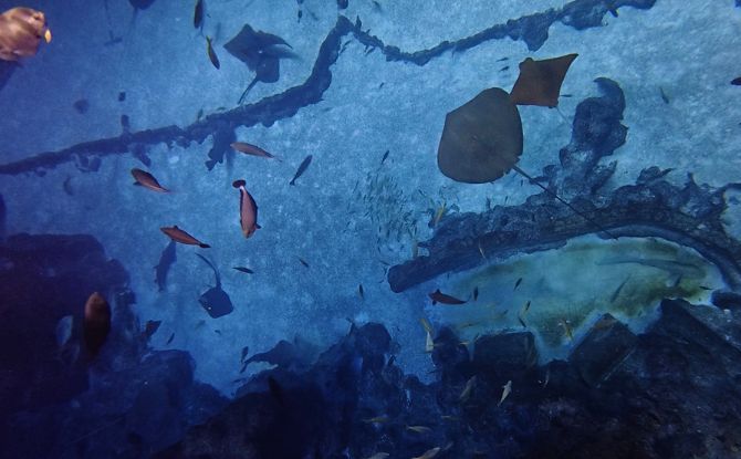 PADI Discover Snorkelling At Singapore Oceanarium: Swim With Manta Rays & Sharks 1 Snorkel with Manta Rays, Sharks and More