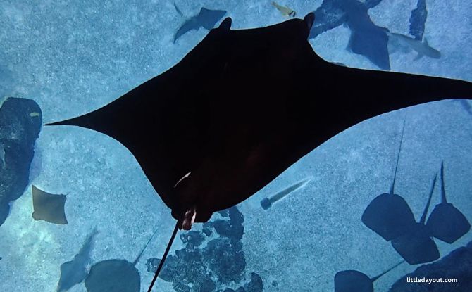 PADI Discover Snorkelling At Singapore Oceanarium: Swim With Manta Rays & Sharks 4 Learn About Marine Life and Conservation