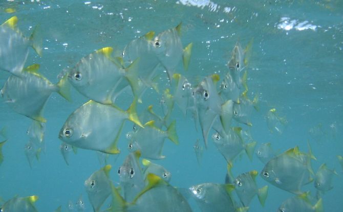 Sri Lanka With Kids: 9-Day Trip To The Pearl Of The Indian Ocean 4 snorkelling at Pigeon Island