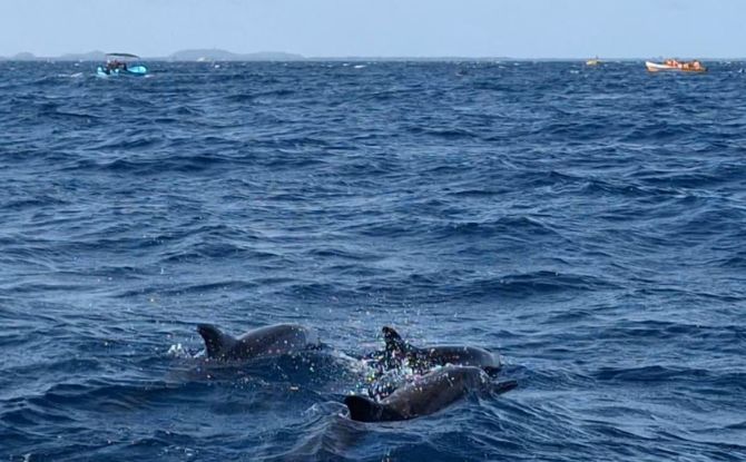 Sri Lanka With Kids: 9-Day Trip To The Pearl Of The Indian Ocean 6 watching dolphins