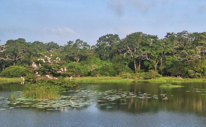 Sri Lanka With Kids: 9-Day Trip To The Pearl Of The Indian Ocean 15 Wilpattu is the oldest and biggest National Park in Sri Lanka