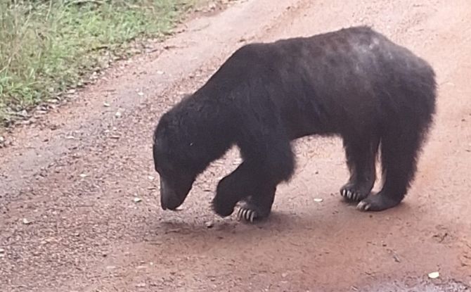 Sri Lanka With Kids: 9-Day Trip To The Pearl Of The Indian Ocean 16 sloth bear