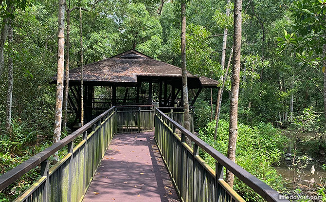 Mangrove Boardwalk