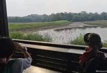 Amazing Guide To Sungei Buloh Wetland Reserve