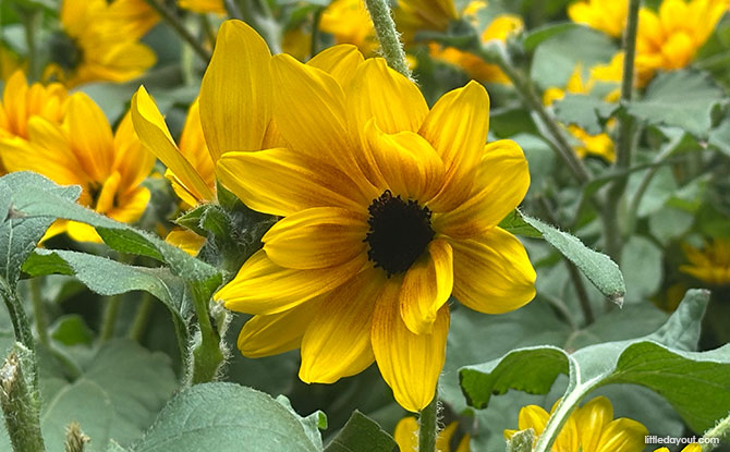 Sunflower Surprise at the Flower Dome, Gardens by the Bay