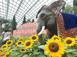 Sunflower Surprise At Gardens By The Bay: The Radiance Of India At The Flower Dome
