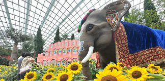 Sunflower Surprise At Gardens By The Bay: The Radiance Of India At The Flower Dome