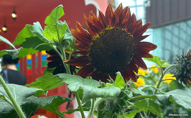 sunflowers in hues of red