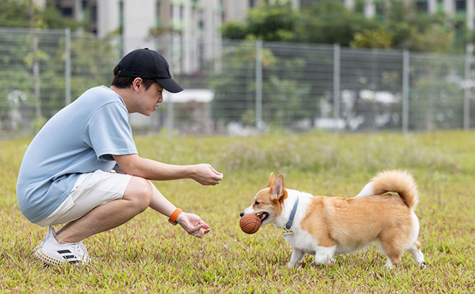 Dog run