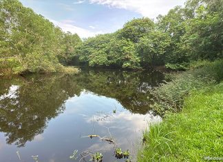 Tampines Eco Green: 3 Reasons To Get Back To Nature In The East Tampines Eco Green: Get Back To Nature In The East