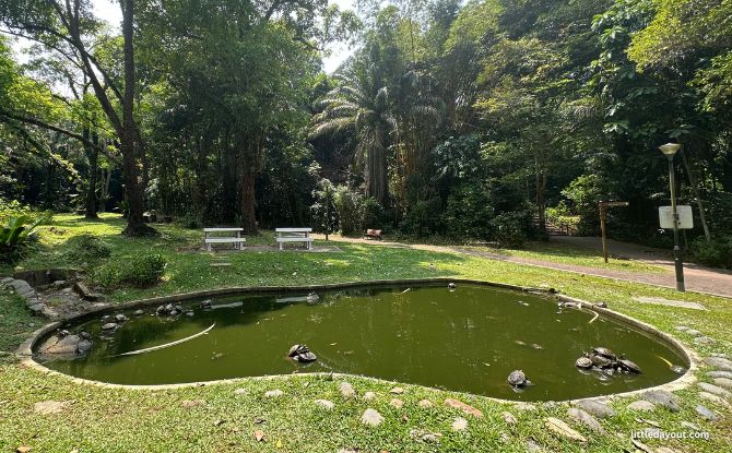 Telok Blangah Hill Park: Henderson Waves & 5 More Reasons To Visit 14 Stream Garden at the Foot of the Hill