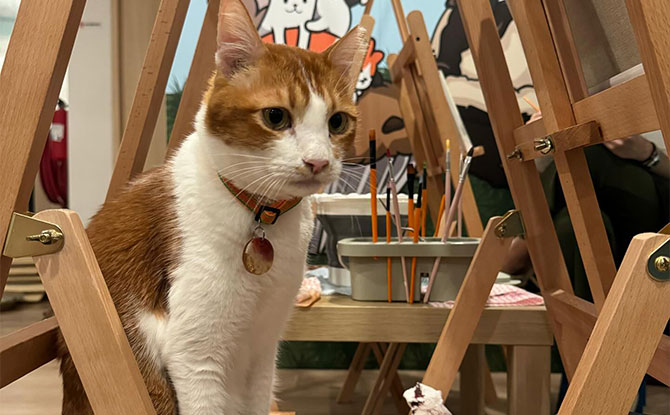 The Cat Cafe