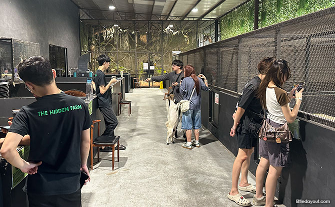 The Hidden Farm: Animal Petting Zoo In Mount Austin, Johor Bahru 1 Welcome to The Hidden Farm