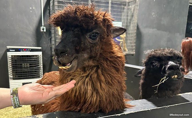 The Hidden Farm: Animal Petting Zoo In Mount Austin, Johor Bahru 3 llamas