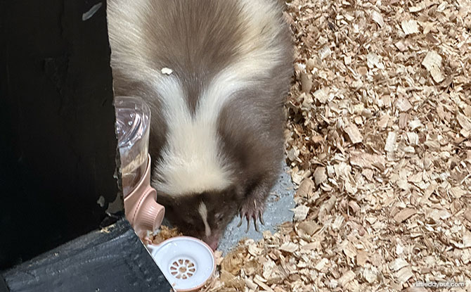 The Hidden Farm: Animal Petting Zoo In Mount Austin, Johor Bahru 4 Skunk