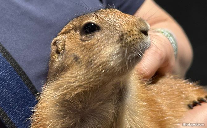 The Hidden Farm: Animal Petting Zoo In Mount Austin, Johor Bahru 7 prairie dogs
